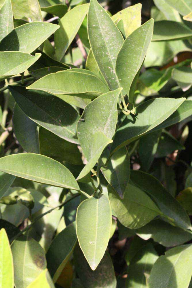               Sun leaves (Precoce de Valence, Riverside,   CA)   